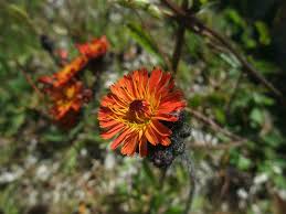Attēlu rezultāti vaicājumam “Pilosella aurantiaca flower”