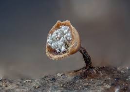 Attēlu rezultāti vaicājumam “Craterium minutum macro”