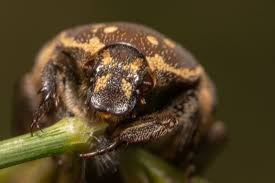 Attēlu rezultāti vaicājumam “Anthrenus museorum”