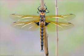 Attēlu rezultāti vaicājumam “Epitheca bimaculata”