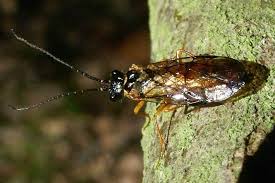 Attēlu rezultāti vaicājumam “Pamphiliidae”