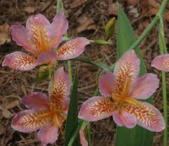 Image result for Pardancanda norrisii