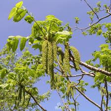 Attēlu rezultāti vaicājumam “Juglans mandshurica male flower”
