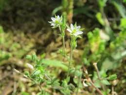 Attēlu rezultāti vaicājumam “Arenaria procera leaf”