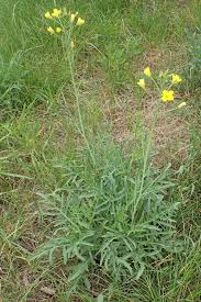 Image result for Diplotaxis tenuifolia