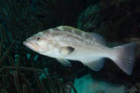 Image result for Mycteroperca interstitialis