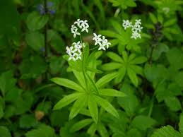 Image result for Galium odoratum