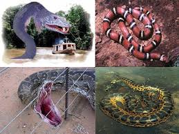 Attēlu rezultāti vaicājumam “Serpentes”