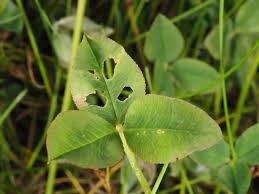 Attēlu rezultāti vaicājumam “Trifolium fragiferum leaf”
