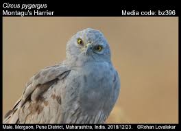 Attēlu rezultāti vaicājumam “Circus pygargus”