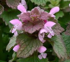 Attēlu rezultāti vaicājumam “Lamium purpureum”