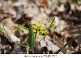 Attēlu rezultāti vaicājumam “Gagea lutea leaf”