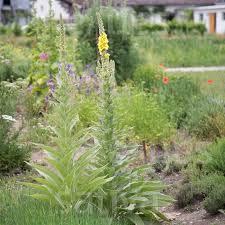 Image result for Verbascum phlomoides