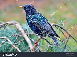 Attēlu rezultāti vaicājumam “Sturnus vulgaris”