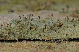 Attēlu rezultāti vaicājumam “Chaenotheca brunneola”