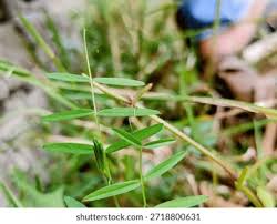 Attēlu rezultāti vaicājumam “Ranunculus flammula leaf”