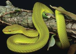 Attēlu rezultāti vaicājumam “Serpentes”