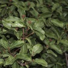 Attēlu rezultāti vaicājumam “Adoxaceae”