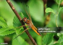 Attēlu rezultāti vaicājumam “Libellula fulva male”