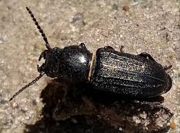 Attēlu rezultāti vaicājumam “Spondylis buprestoides”