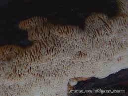 Attēlu rezultāti vaicājumam “Antrodia mellita”