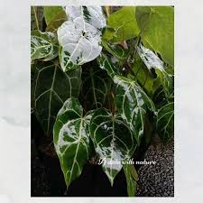 Attēlu rezultāti vaicājumam “Alisma gramineum leaf”