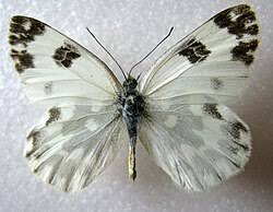 Attēlu rezultāti vaicājumam “Pontia edusa underside”