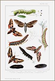 Attēlu rezultāti vaicājumam “Sphinx pinastri larva”