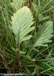 Attēlu rezultāti vaicājumam “Jacobaea vulgaris leaf”