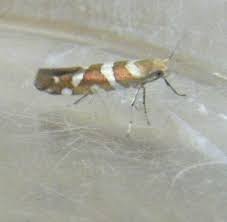 Attēlu rezultāti vaicājumam “Argyresthia goedartella”