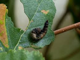 Attēlu rezultāti vaicājumam “Falcaria lacertinaria”