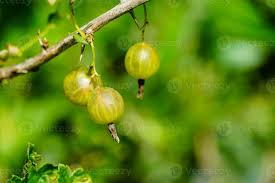 Attēlu rezultāti vaicājumam “Nematus ribesii larva”