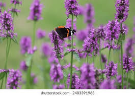 Attēlu rezultāti vaicājumam “Stachys officinalis”