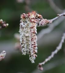 Attēlu rezultāti vaicājumam “Populus x canadensis male flower”