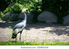 Attēlu rezultāti vaicājumam “Gruiformes”