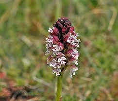 Attēlu rezultāti vaicājumam “Orchis ustulata”