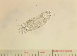 Attēlu rezultāti vaicājumam “Acalitus longisetosus”