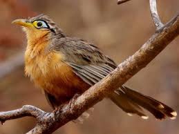 Attēlu rezultāti vaicājumam “Lycogala sphaeroconicum sessile”