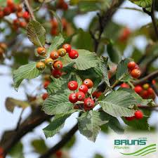 Attēlu rezultāti vaicājumam “Sorbus aria”