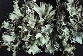 Attēlu rezultāti vaicājumam “Platismatia glauca”