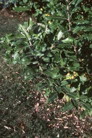 Attēlu rezultāti vaicājumam “Salix caprea leaf”