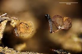 Attēlu rezultāti vaicājumam “Cribraria cancellata var. fusca macro”