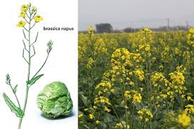 Attēlu rezultāti vaicājumam “Brassica napus”