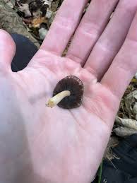 Attēlu rezultāti vaicājumam “Coprinus atramentarius”