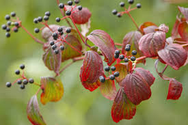 Attēlu rezultāti vaicājumam “Cornus sanguinea”