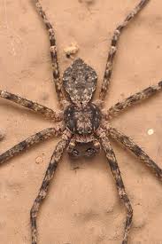 Attēlu rezultāti vaicājumam “Philodromus margaritatus”