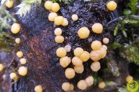 Attēlu rezultāti vaicājumam “Bactridium flavum”