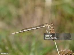Attēlu rezultāti vaicājumam “Platycnemis pennipes”