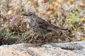 Attēlu rezultāti vaicājumam “Anthus petrosus adult”