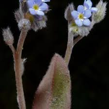 Attēlu rezultāti vaicājumam “Myosotis ramosissima flower”